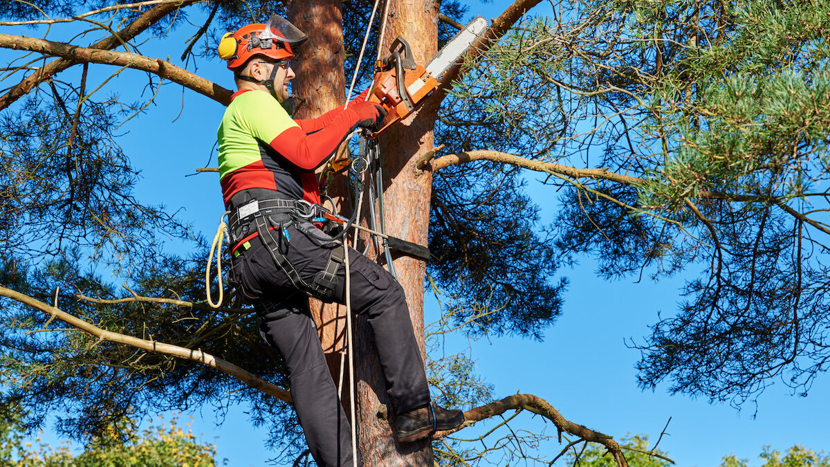 tree trimming cutting services