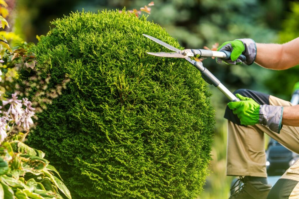 tree cutting